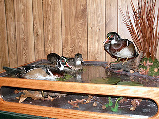 Woodies-Swimming.jpg (35307 bytes)
