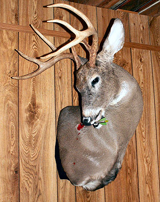 arrow-deer.jpg (54774 bytes)