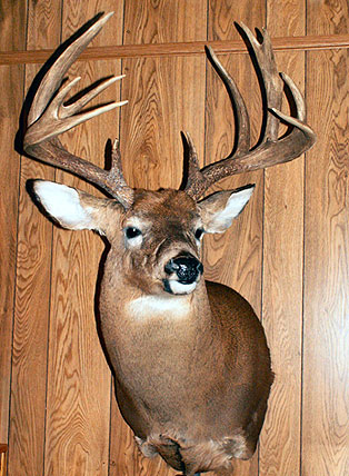 big-buck.jpg (58206 bytes)