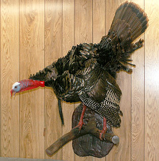 turkey-goobling-roost.jpg (36871 bytes)