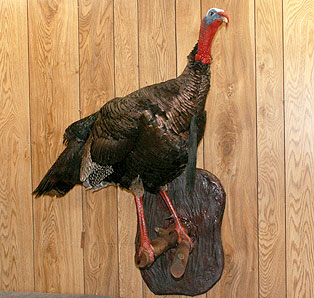 turkey-standing-roost.jpg (34640 bytes)