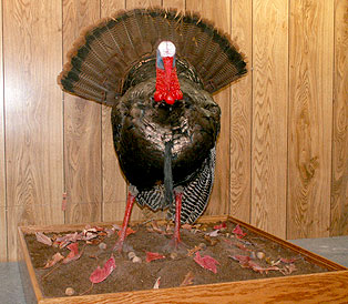turkey-strut-case1.jpg (34552 bytes)